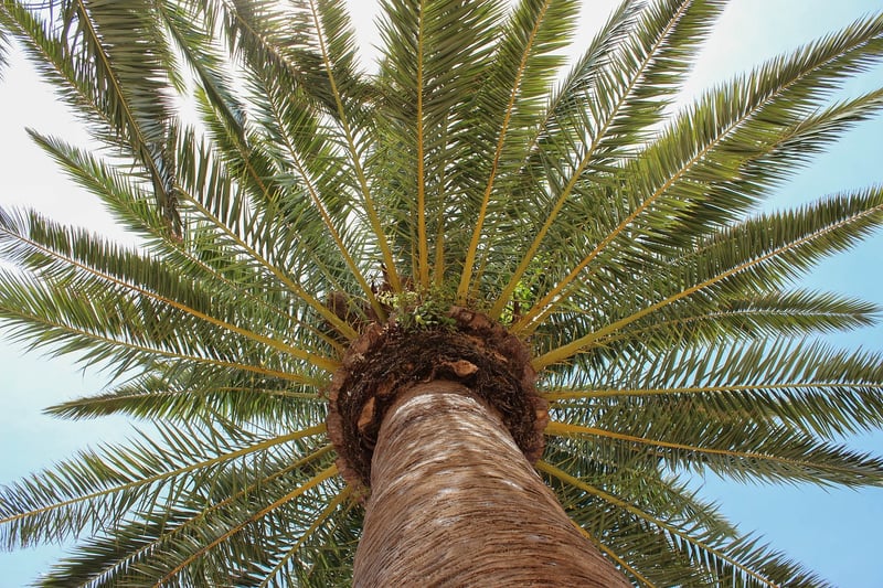 Palm tree on a beach